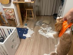 -宠物寄养训练学校