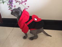 -康乐宝动物医院