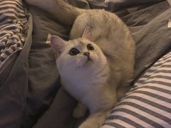-芭比堂动物医院·犬猫全科·异宠专科(雁塔分院)