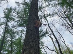 -鲁山国家森林公园