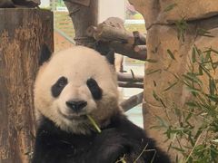 -成都动物园