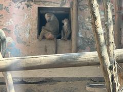 -青藏高原野生动物园
