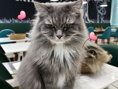 -安格丽娜·狗咖·猫咖羊驼咖(春熙路百盛商场店)
