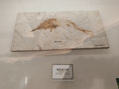 -辽宁古生物博物馆