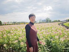 -荷兰花海