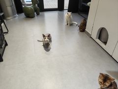 -琪喵猫屋·撸猫猫咖·猫舍