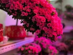 -花鸟鱼虫鲜花绿植市场(玉泉路店)