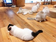 -瞄一喵猫咖(格力海岸店)