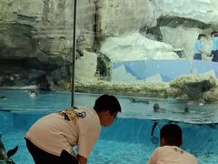 -帝企鹅自助餐厅•儿童岛•真企鹅(长隆企鹅酒店)