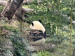 -武汉动物园