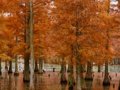 -白鹭湾湿地公园