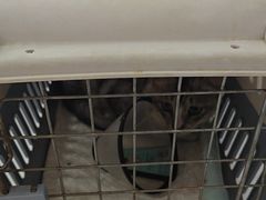 -瑞派罗医生宠物诊所(古镇分所)