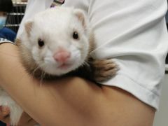 -瑞派·关忠动物医院·异宠专科·犬猫肿瘤·皮肤专科(望京店)