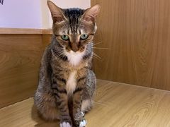 -滚猫咖啡·猫咖·猫友好撸猫(未来城店)
