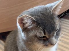 -MOCHA明星猫咖(田子坊店)