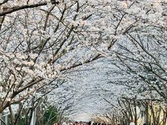 -高东镇樱花园