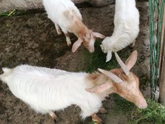 -洪湖家庭农场·团建·露营·会议