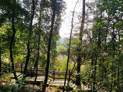 -铁山坪森林公园