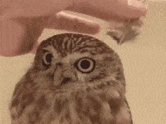 -贡茶(中心书城店)