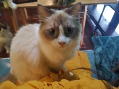 -李小姐の猫咖啡馆(五角场店)