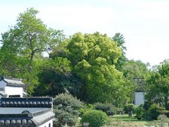 -扬州大运河文化旅游度假区·盆景园