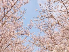 -顾村公园