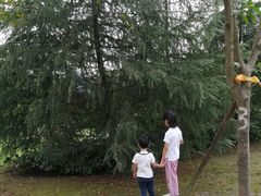 -铁山坪森林公园