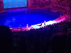 -芜湖新华联大白鲸海洋公园