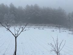 -武陵山森林公园