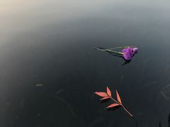 -西湖外事游船(花港观鱼码头)