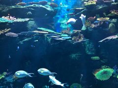-暹罗海洋世界