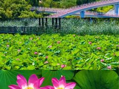 -羊亭河湿地公园