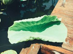 -荷塘月色湿地公园·向阳花洲