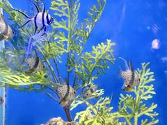 -巧克力渔家.小船海鲜家常菜(万平口店)