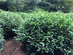 -十八棵（老龙井）御茶园(老龙井店)
