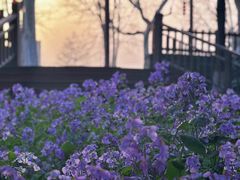 -泰州凤城河风景区-泰山公园