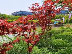 -嘉定紫藤园