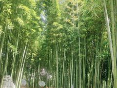 -陈家山荷花公园