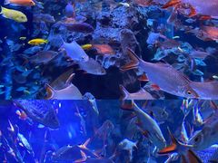 -成都浩海立方海洋公园