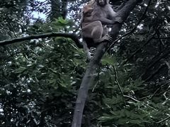 -黔灵山公园