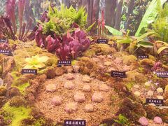 -中国科学院西双版纳热带植物园