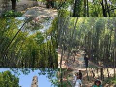 -上海佘山国家森林公园天马山园