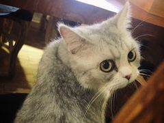 -more than meow吴止猫主题餐厅(承德 中船汇店)