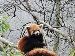 -都江堰中华大熊猫苑