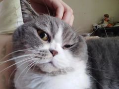 -瑞派名望24h动物医院异宠专科·猫专科·骨科·重症监护分院