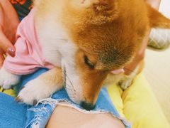 -逗柴咖啡屋·狗咖猫咖宠物桌游