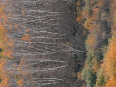 -塞罕坝国家级自然保护区