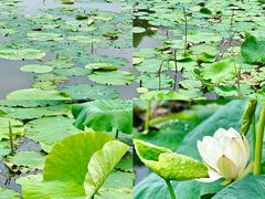 -梁鸿国家湿地公园