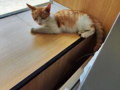 -瑞派长江宠物医院·猫科·外科·24小时夜护(谊城公寓分院)