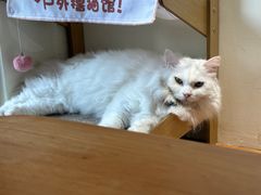 -有猫主题·治愈系猫咖(曾厝垵店)